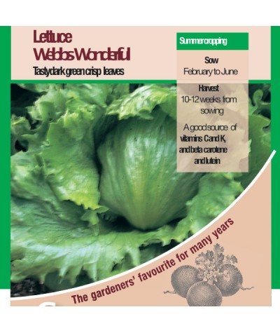 Pack Vegetable Seeds Lettuce 'Webbs Wonderful' King's Quality Seeds 