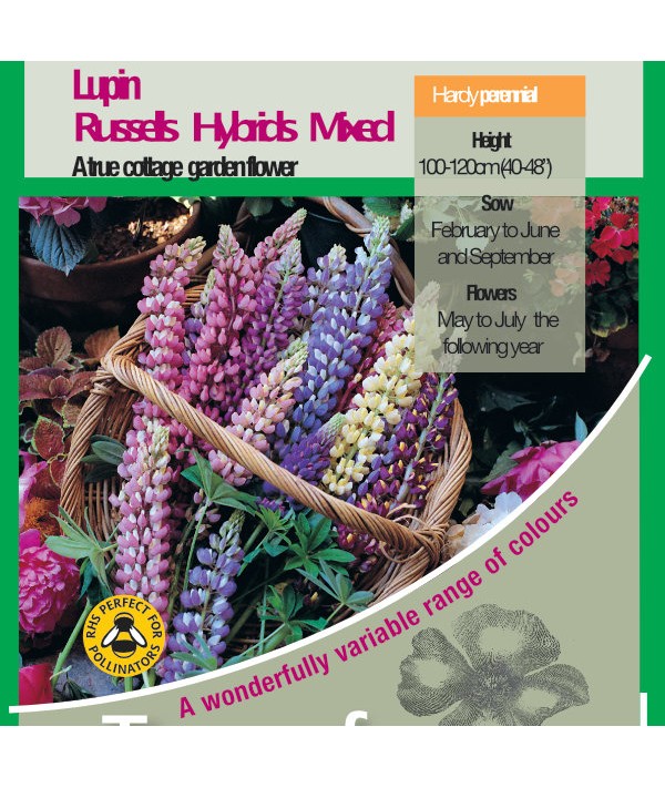 Lupin Russell Hybrids Mix Seeds
