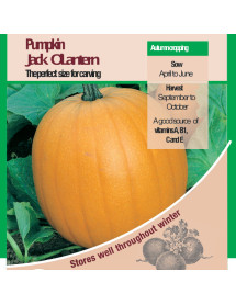 Pumpkin Jack O'Lantern Vegetable Seeds