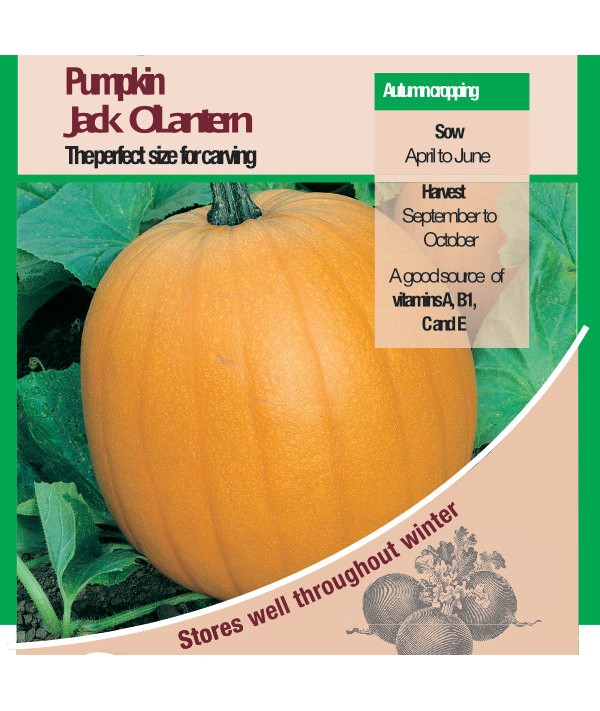 Pumpkin Jack O'Lantern Vegetable Seeds