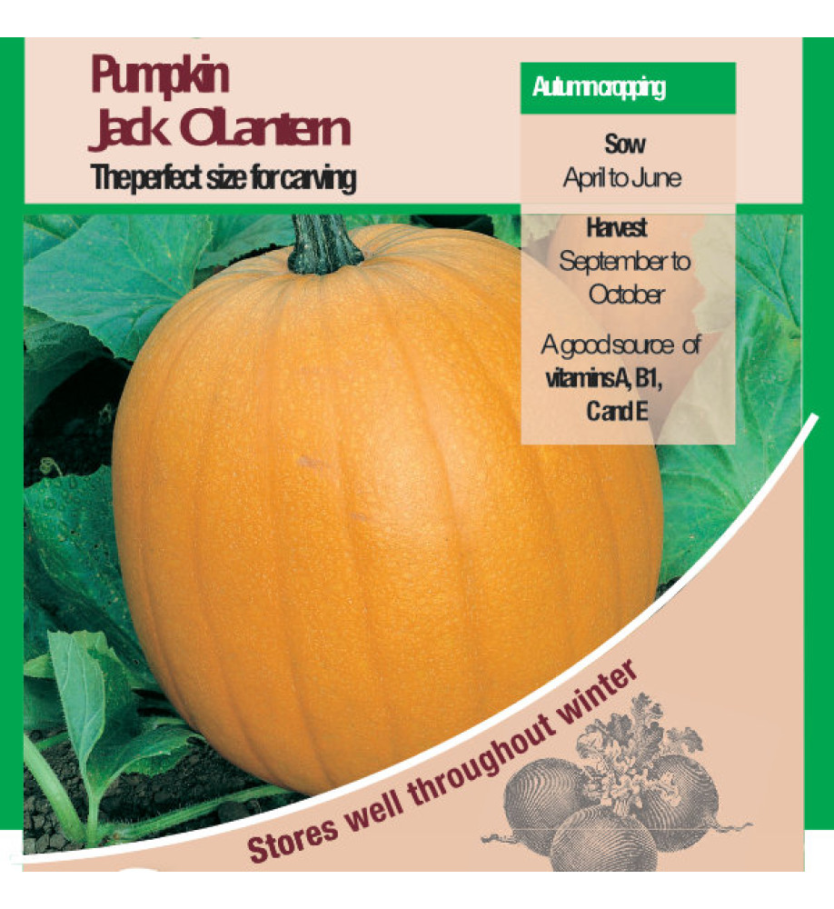 Pumpkin Jack O'Lantern Vegetable Seeds