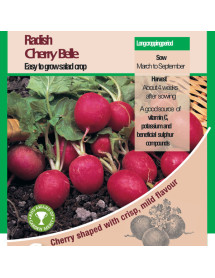 Radish Cherry Belle Vegetable Seeds - AGM