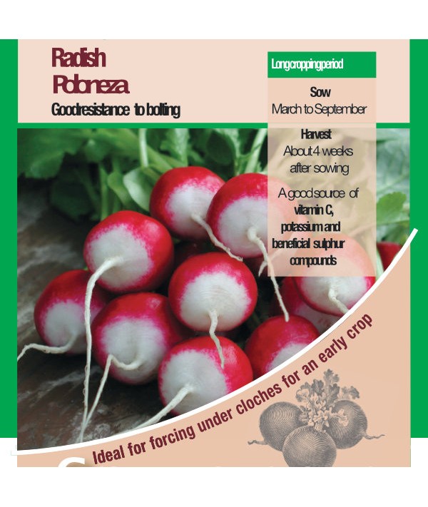 Radish Poloneza Vegetable Seeds 