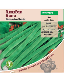Runner Bean Enorma Vegetable Seeds