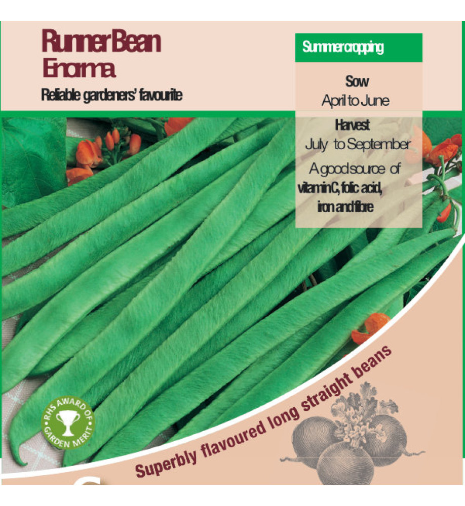 Runner Bean Enorma Vegetable Seeds