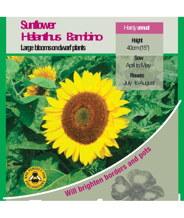 Sunflower Bambino Seeds