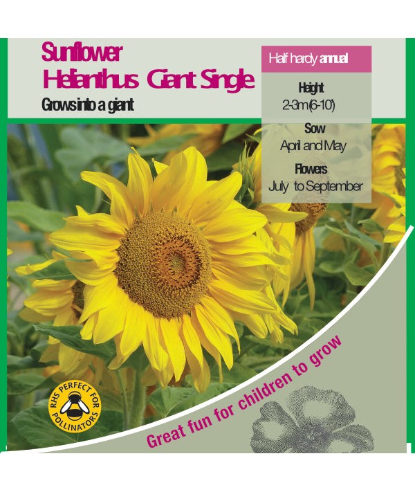 Sunflower Giant Single Seeds