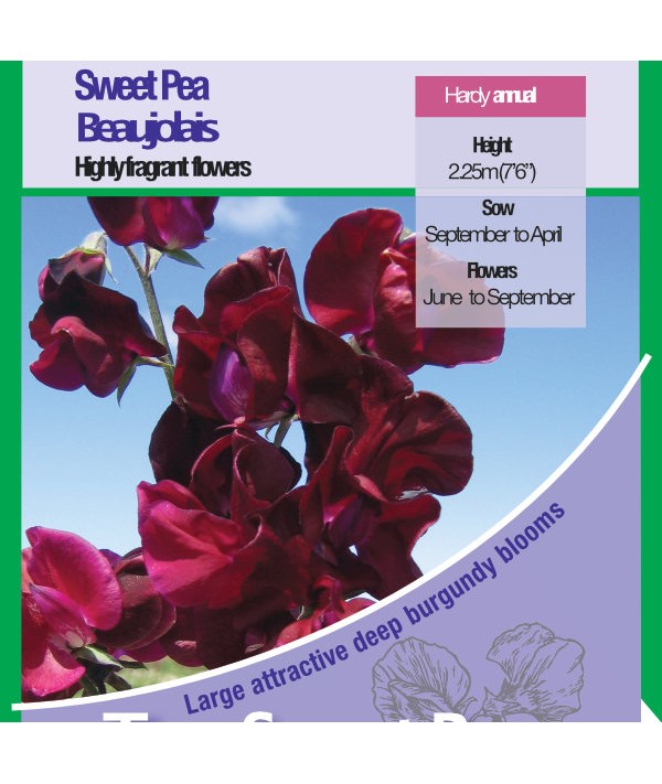 Sweet Pea Beaujolais Seeds