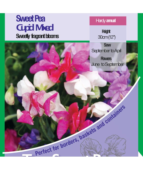 Sweet Pea Cupid Mixed Seeds - RHS