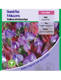 Lathyrus odoratus Matucana (Seeds)