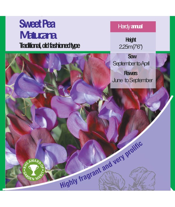 Sweet Pea Matucana Seeds