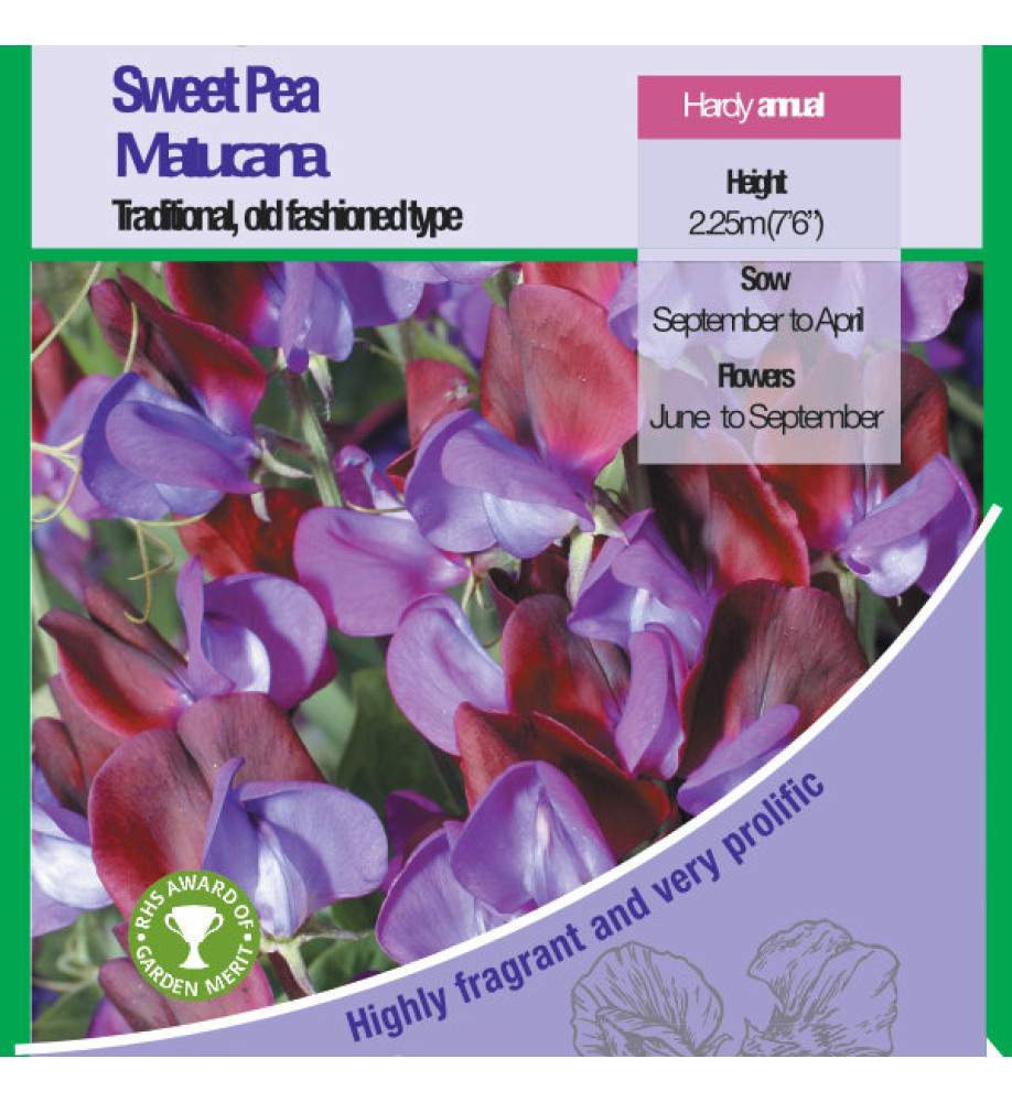 Lathyrus odoratus Matucana (Seeds)