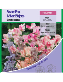 Sweet Pea Mixed Stripes Seeds