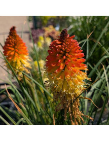 Kniphofia Backdraft (3lt)