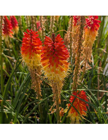 Kniphofia Backdraft (3lt)