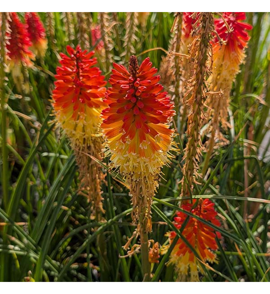 Kniphofia Backdraft (3lt)