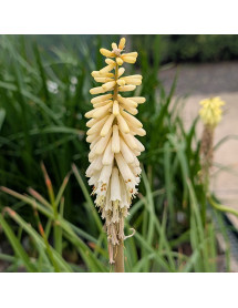Kniphofia citrina (1lt)