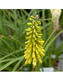 Kniphofia citrina (1lt)