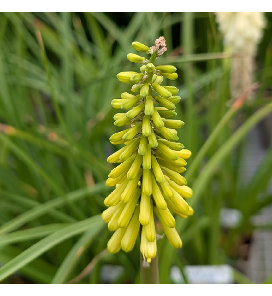Kniphofia citrina (1lt)