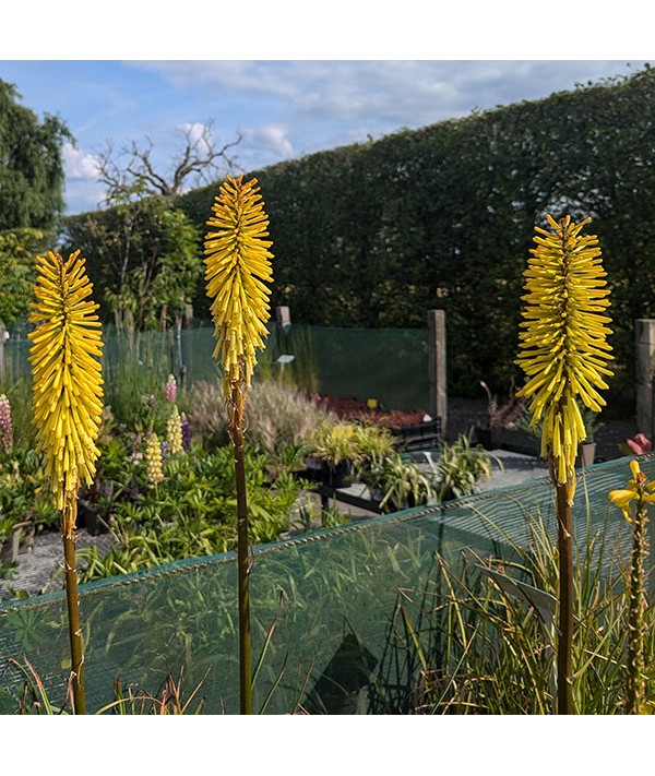 Kniphofia Dorset Sentry (2lt)