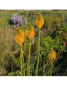 Kniphofia Happy Halloween (1.5lt)