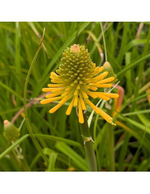 Kniphofia Happy Halloween (1.5lt)