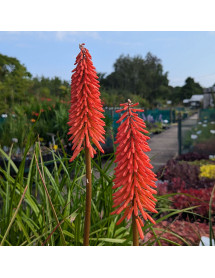 Kniphofia Incandesce (2lt)