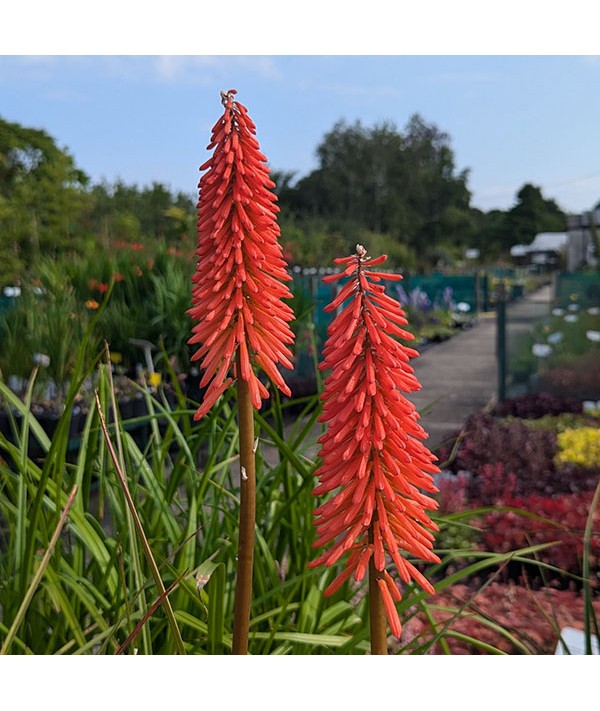 Kniphofia Incandesce (2lt)