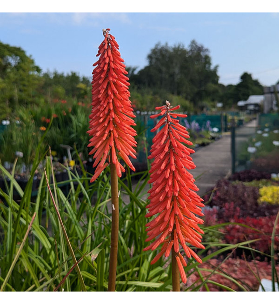 Kniphofia Incandesce (2lt)