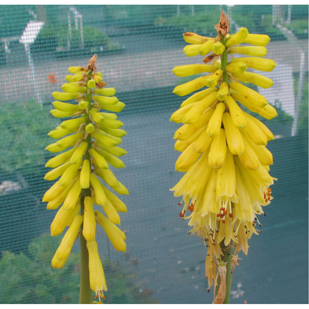 Kniphofia Lemon Popsicle (1lt)