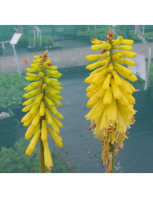 Kniphofia Lemon Popsicle (1lt)