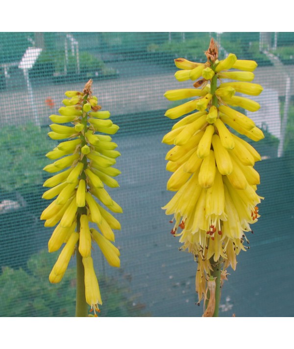 Kniphofia Lemon Popsicle (1lt) Kniphofia Lemon Popsicle (1lt)