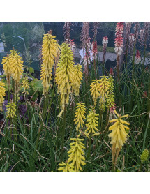 Kniphofia Lemon Popsicle (1lt)