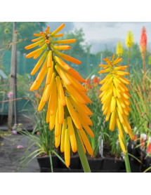 Kniphofia Mango Popsicle (2lt)