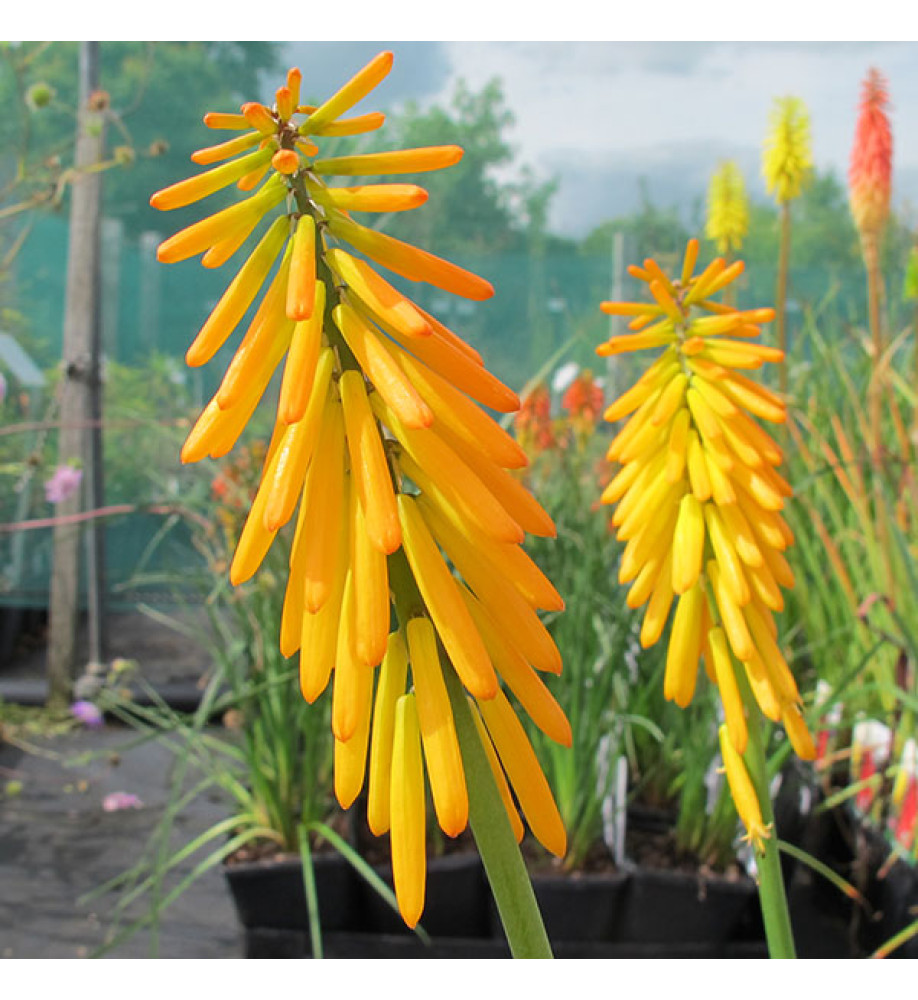 Kniphofia Mango Popsicle (2lt)