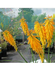Kniphofia Mango Popsicle (2lt)