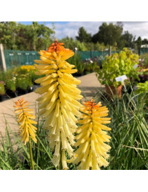 Kniphofia Moonstone (1lt)