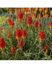 Kniphofia Papaya Popsicle (1lt)