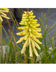 Kniphofia Poco Citron (0.8lt)