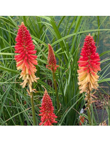 Kniphofia Rockets Red Glare (3lt)