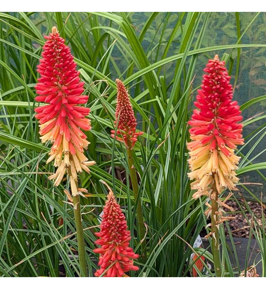 Kniphofia Rockets Red Glare (3lt)