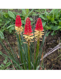Kniphofia Rockets Red Glare (3lt) Kniphofia Rockets Red Glare (3lt)