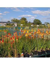 Kniphofia Tawny King (3lt)