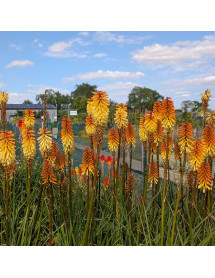 Kniphofia Tawny King (3lt)