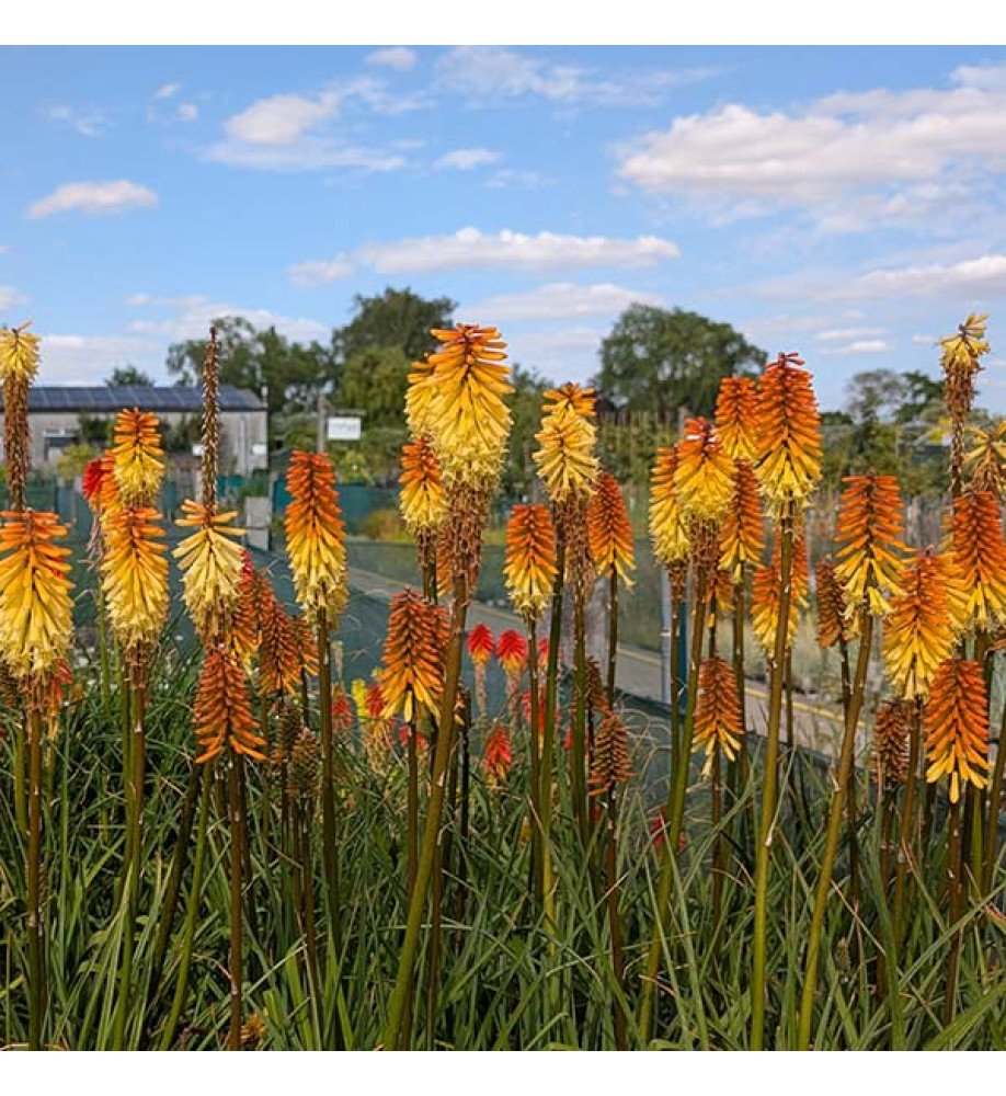 Kniphofia Tawny King (3lt)