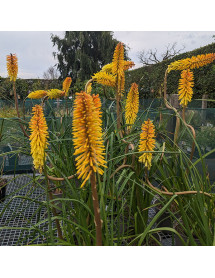 Kniphofia Wrexham Buttercup (0.8lt)