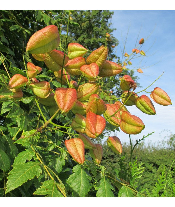 Koelreuteria paniculata (12lt)