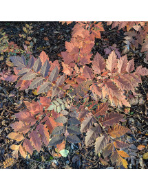 Koelreuteria paniculata (6lt)