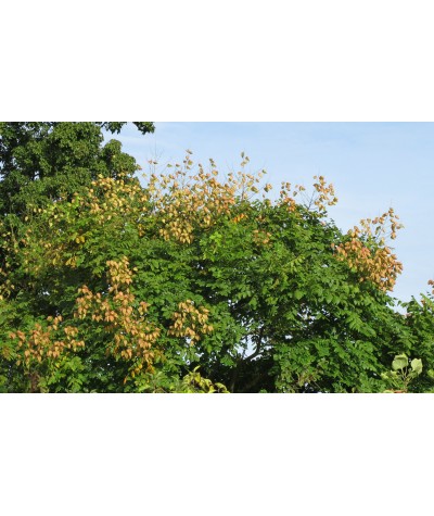 Koelreuteria paniculata (12lt)