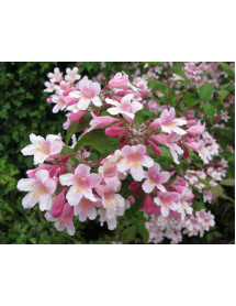 Kolkwitzia amabilis Pink Cloud (15lt)